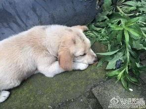 狗狗最新爆料视频下载免费,视频内容大揭秘,免费下载带你领略萌宠风采